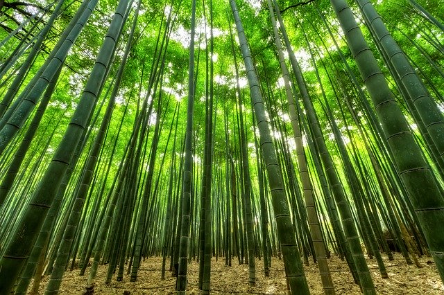 nature-bamboo
